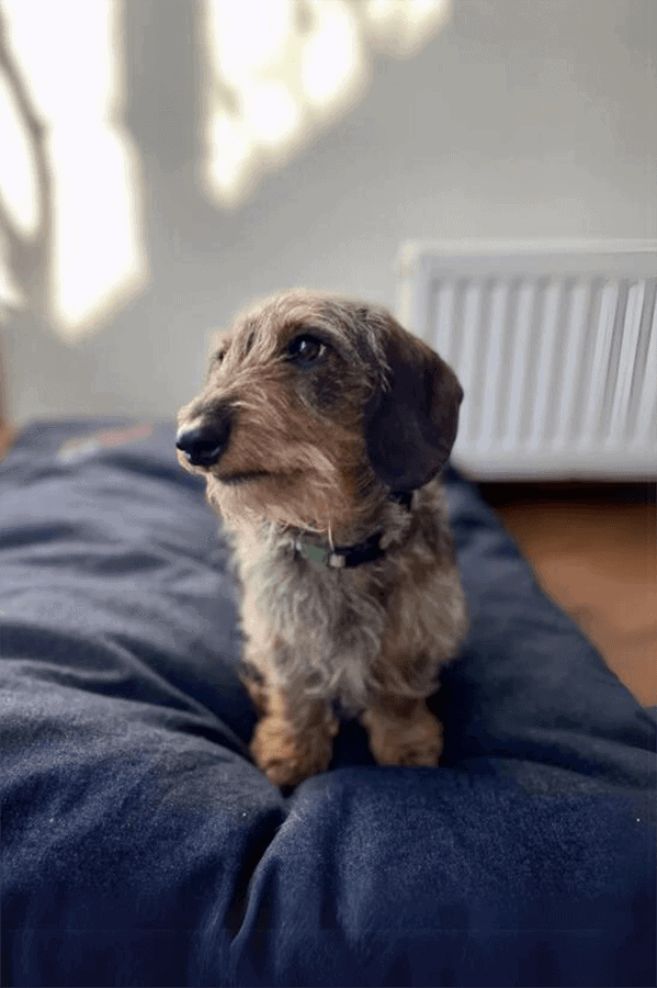 Opciones pet friendly hotel cabaña del lago