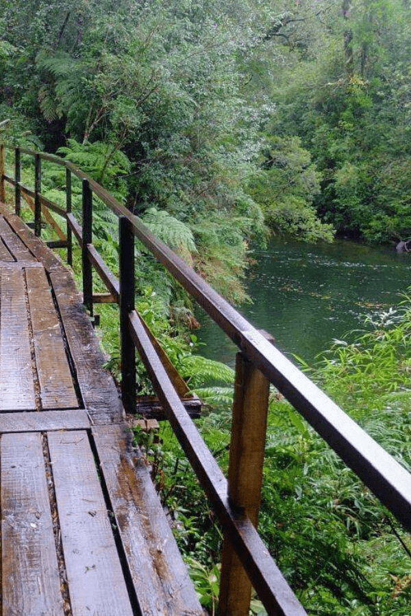 Parque nacional alerce andino