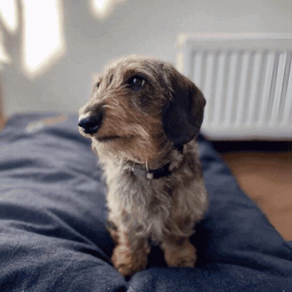 Opciones pet friendly hotel cabaña del lago